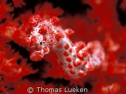 Pigmy Sea Horse, Lembeh , F100 by Thomas Lueken 